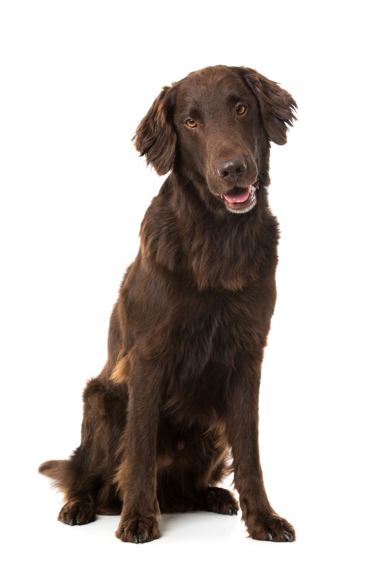 Flat Retriever