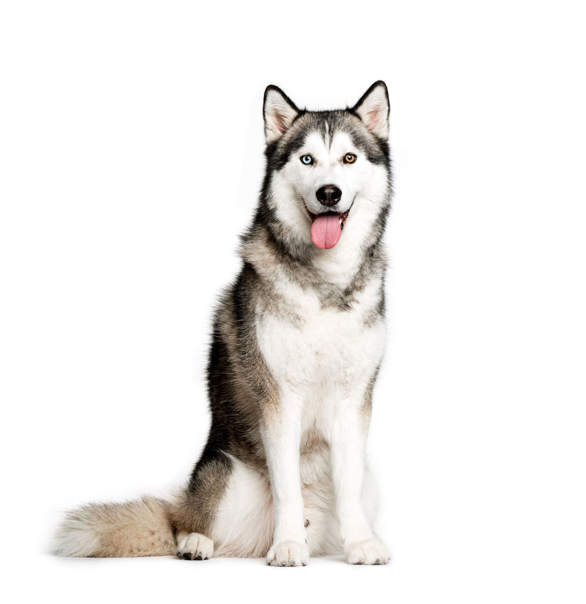 Husky
