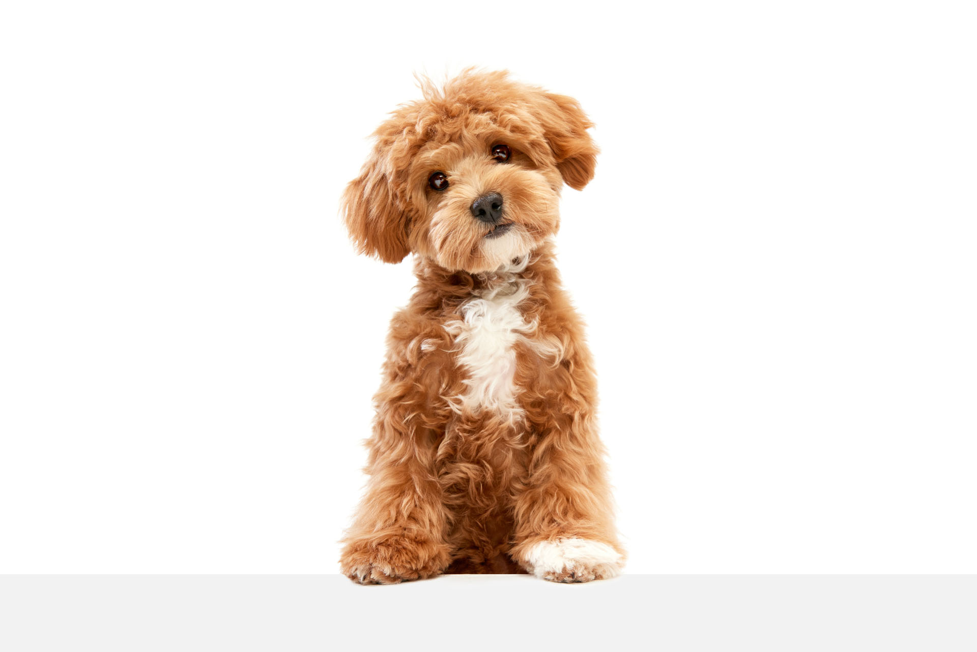 Maltipoo