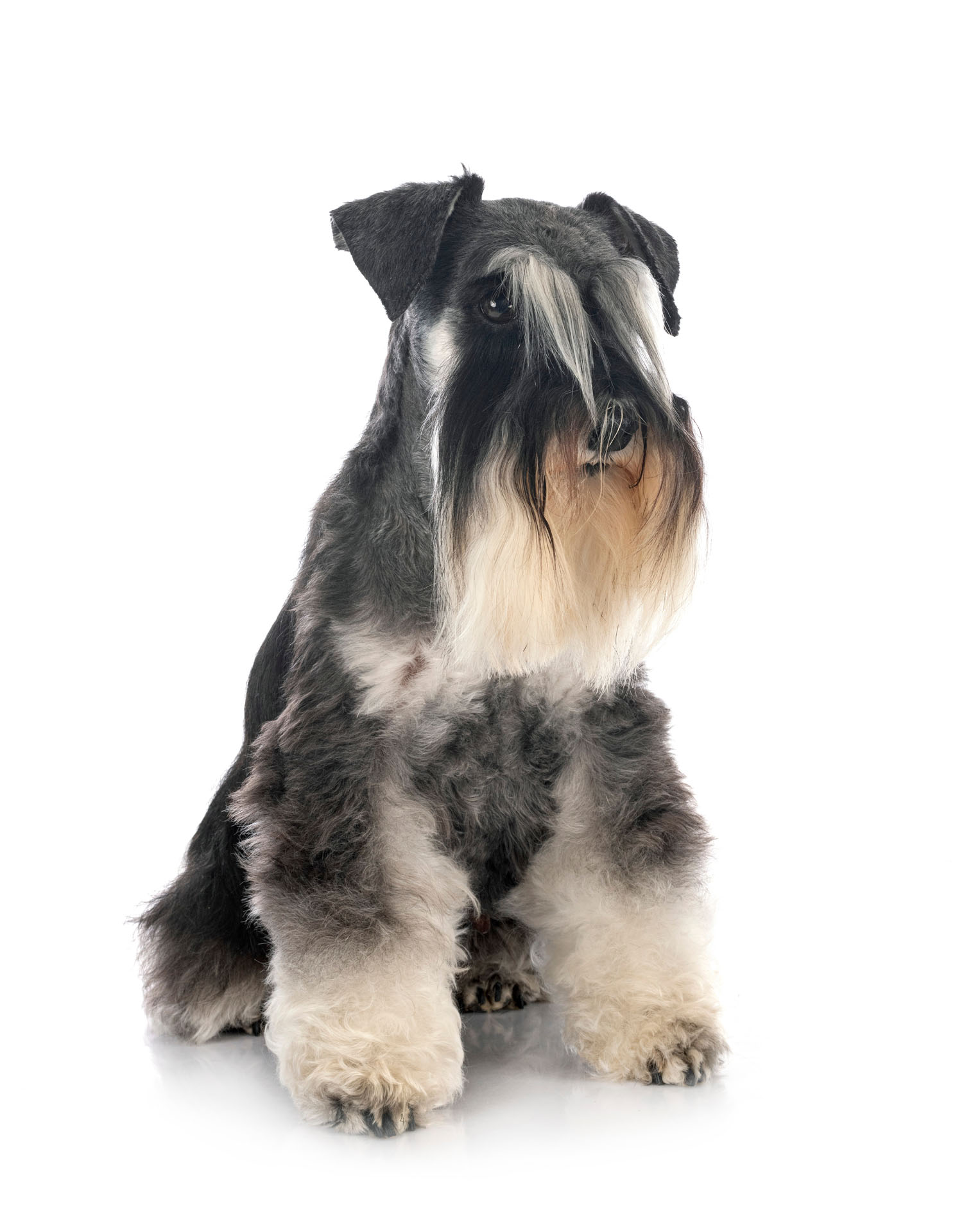 Schnautzer